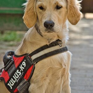 Harnais pour Chien Personnalisé Anti-Traction